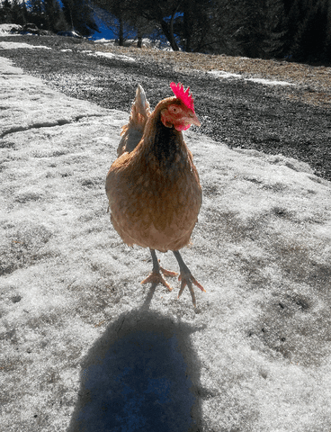 Eva Kosinar GIF