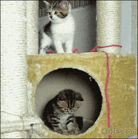 Kitten Falling GIF