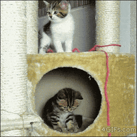 Animal Fail GIFs - Get the best GIF on GIPHY