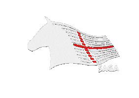 Horse Iceland Sticker by Saga Reitschulen