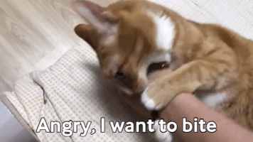 Angry Cat GIF