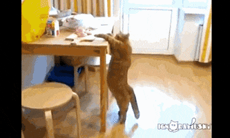 200.gif