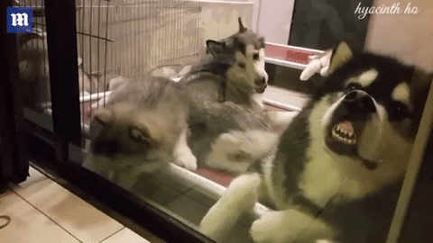 Funny Dogs Huskies GIF by Watchable - Find & Share on GIPHY