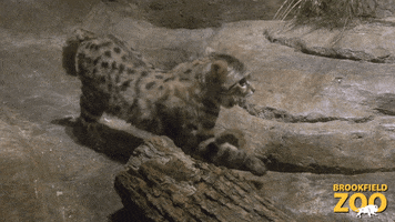 Wildlife gif. Blackfooted cat at the zoo yawns and stretches as it wakes up from a nap. It sniffs the surrounding rocks and takes a step.