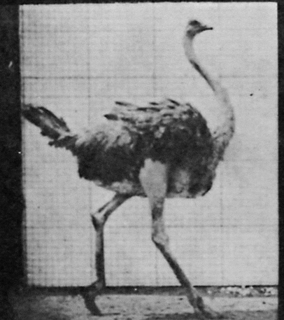 Black And White Walk GIF