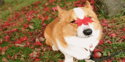 Puppy Autumn GIF