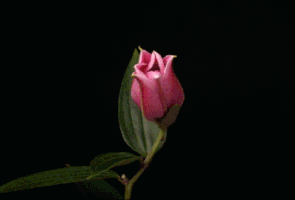 flower lily GIF