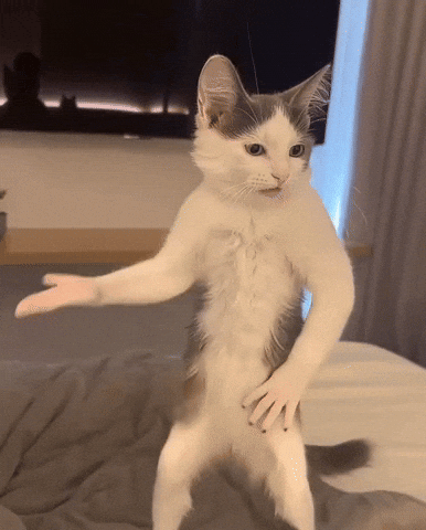 Cat Ai GIF