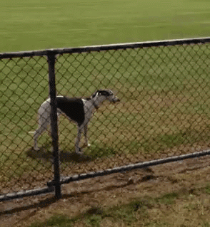 Greyhound GIFs - Get the best GIF on GIPHY