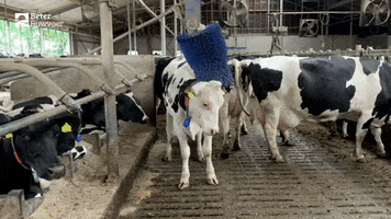 BeterRuwvoer GIF