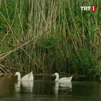 Su Es GIF by TRT