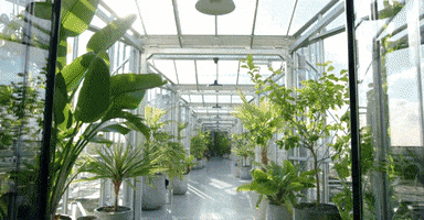 LiveZoku GIF