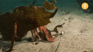 Hands Octopus GIF by CuriosityStream