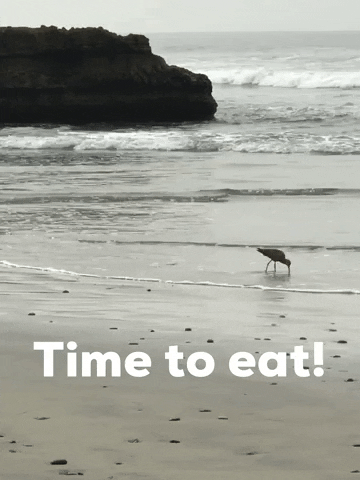 transgreaser beach bird dinner lunch GIF