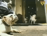 Who Let The Dogs Out GIFs - Find & Share on GIPHY