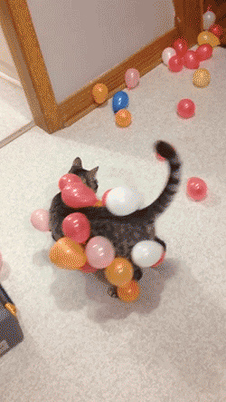 birthday