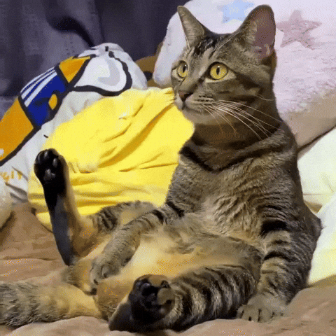 Cat GIF