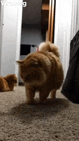 Cat Jumps At Its Own Shadow GIF by ViralHog