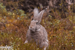 screenmediafilms bunny rabbit shake it off screen media films GIF