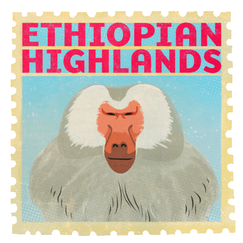 yell ethiopian highlands GIF by San Diego Zoo
