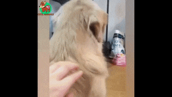 Dog Wow GIF by JustViral.Net