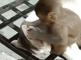stop monkeys GIF by Digg