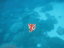 Nudibranch GIF