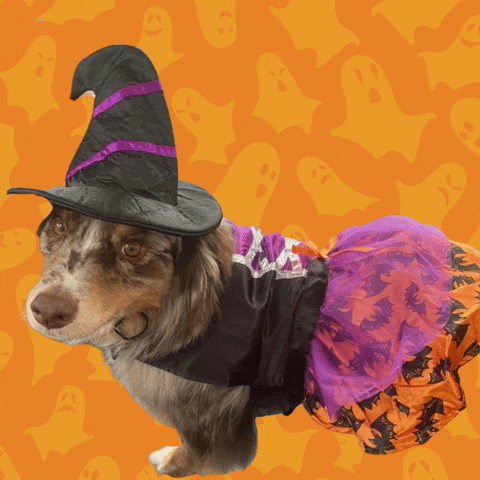 Happy Trick Or Treat GIF by Tracy Shroyer, PhD