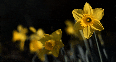 Plant Daffodil GIF