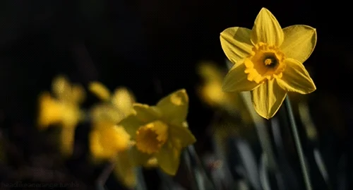 Plant Daffodil GIF