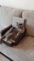 Cat Comfortably Watches Movie