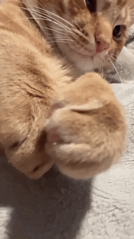 Cat Car GIF by Dutch Media Sisters