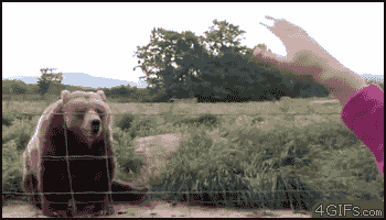 bear waving GIF