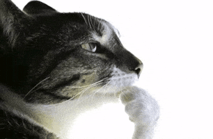 Cat Think GIF