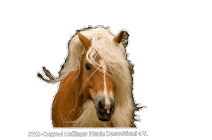 OHD Sticker