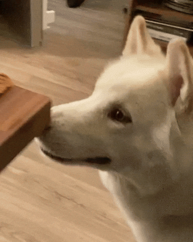 Hungry Snack GIF