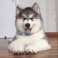 Husky-cute GIFs - Get the best GIF on GIPHY