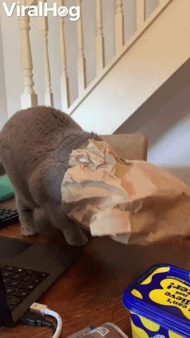 Kitty Steps Off Table After Getting Head Stuck In Paper Bag GIF by ViralHog