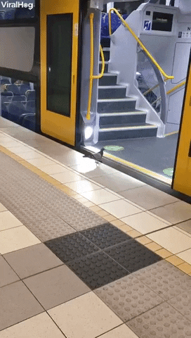 Pigeon Catches The Sydney Train GIF by ViralHog