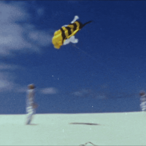 Film Bee GIF by POND
