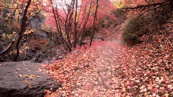 Fall Autumn GIF by Storyful