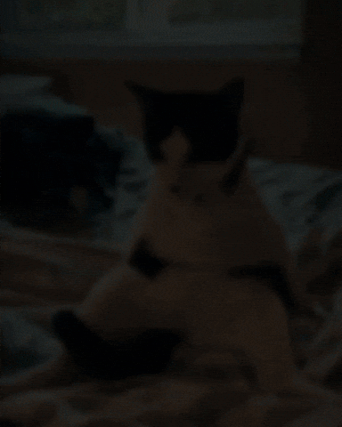Tuxedo Cat GIF