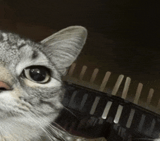 Funny Cat GIF