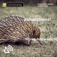Echidnas Communicating Recorded by Australian Researchers