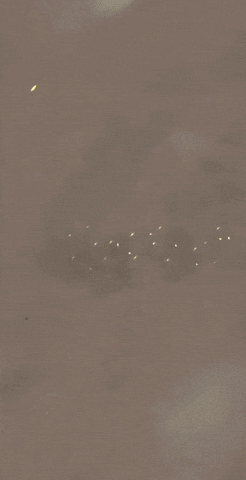 Umamusume GIF