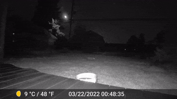 Opossum GIF