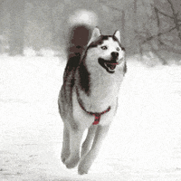 tail wag snow dog GIF