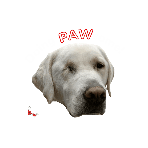 Autism Assistance Dogs Ireland Sticker