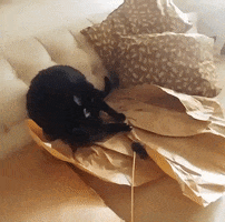 Cat GIF