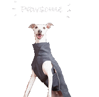 Dog Whippet Sticker by havohravo